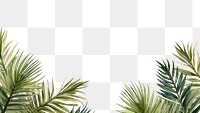 PNG  Palm leaves backgrounds nature plant
