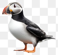 PNG Puffin bird animal wildlife seabird. AI generated Image by rawpixel.