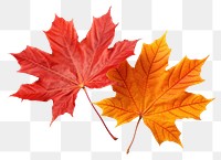 PNG Autumn maple leaves plant leaf tree. AI generated Image by rawpixel.