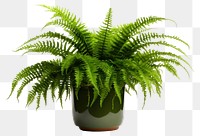 PNG Boston fern plant houseplant white background. AI generated Image by rawpixel.
