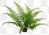 PNG Boston fern plant white background freshness. AI generated Image by rawpixel.