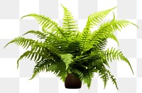 PNG Boston fern plant leaf white background. AI generated Image by rawpixel.