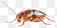 PNG Cockroach animal insect white background. 