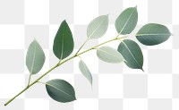 PNG Freshness gardenia branch nature. AI generated Image by rawpixel.