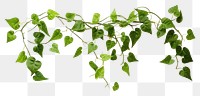 PNG  Green Vine plants green leaf vine. AI generated Image by rawpixel.