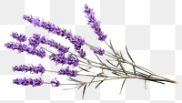 PNG  Lavender branches flower plant white background. AI generated Image by rawpixel.