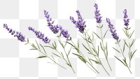 PNG  Lavender branches blossom flower plant. AI generated Image by rawpixel.