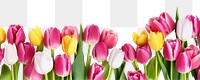 PNG  Tulips flowers and leaves outdoors petal plant. AI generated Image by rawpixel.