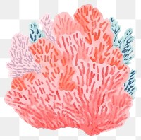 PNG Coral art white background invertebrate. AI generated Image by rawpixel.