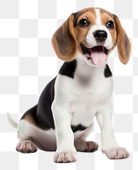 PNG Baby Beagle beagle animal mammal. 