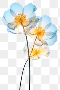 PNG Buttercups flower blossom petal. AI generated Image by rawpixel.