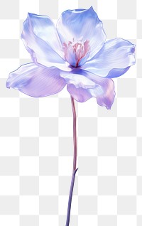 PNG Lavender flower blossom petal. AI generated Image by rawpixel.
