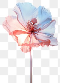 PNG Poppy flower hibiscus blossom. 