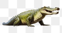 PNG Crocodile dinosaur reptile animal. 