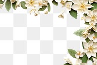 PNG Jasmine flower backgrounds pattern. 