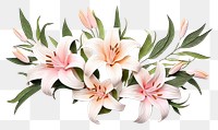 PNG Lily flower plant white