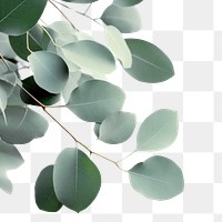PNG Eucalyptus plant leaves leaf tree outdoors. AI generated Image by rawpixel.