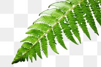 PNG Fern plant leaf vegetation. AI generated Image by rawpixel.