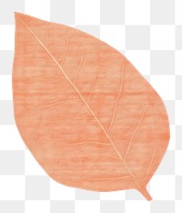 PNG Leaf plant white background pattern. AI generated Image by rawpixel.