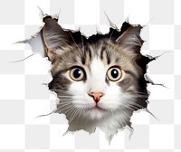 PNG Cat peeking out through a paper hole portrait animal mammal. AI generated Image by rawpixel.