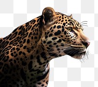 PNG  A leopard wildlife animal mammal. AI generated Image by rawpixel.