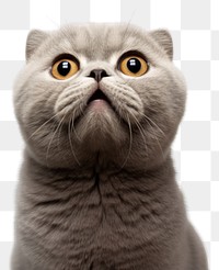 PNG Scottish fold cat looking up portrait animal mammal. AI generated Image by rawpixel.