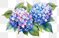 PNG Hydrangea flowers plant lilac inflorescence AI generated Image by rawpixel
