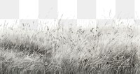 PNG Grass field backgrounds outdoors nature. 