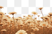 PNG  Flower field summer landscape grassland outdoors. AI generated Image by rawpixel.