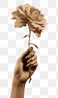 PNG  Hand holding a flower photography finger petal. AI generated Image by rawpixel.