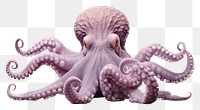 PNG  Octopus swimming wildlife animal invertebrate. AI generated Image by rawpixel.