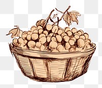 PNG Basket of fruits sketch plant food. 