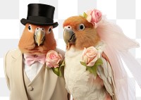 PNG Baby parrot wedding animal bird. AI generated Image by rawpixel.