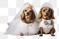 PNG Puppy wedding animal mammal. AI generated Image by rawpixel.