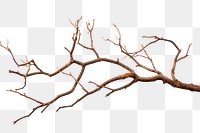 PNG  Dry branches plant tree wood AI generated Image by rawpixel