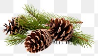 PNG Fir branches with cones in the corner plant tree pine. AI generated Image by rawpixel.