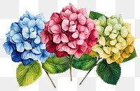 PNG Hydrangea flowers dahlia plant leaf. AI generated Image by rawpixel.