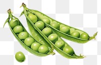 PNG  Triple green peas vegetable plant food. AI generated Image by rawpixel.