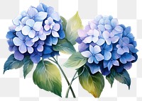 PNG Hydrangea flowers plant white background inflorescence. AI generated Image by rawpixel.