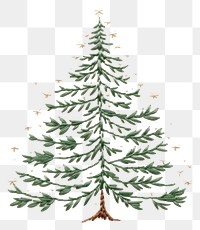 PNG Christmas tree celebration pattern plant. 