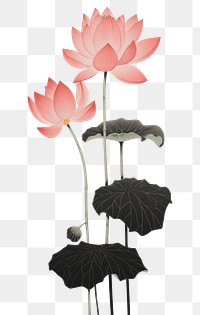 PNG A Lotus Flowers flower plant petal. AI generated Image by rawpixel.