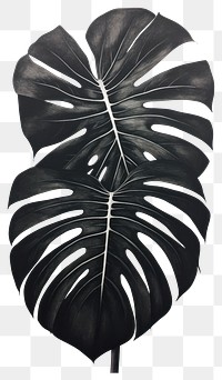 PNG Plant leaf pattern black. 