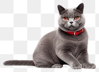 PNG  A british shorthair cat with red pet collar in embroidery style animal mammal relaxation. AI generated Image by rawpixel.