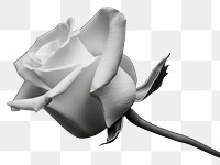 PNG Black rose flower petal plant. AI generated Image by rawpixel.