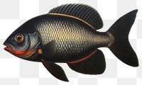 PNG  A sea fish animal carp pomacanthidae. AI generated Image by rawpixel.