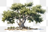 PNG Olive tree drawing sketch plant. AI generated Image by rawpixel.