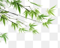 PNG  Bambooes backgrounds plant green. AI generated Image by rawpixel.
