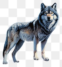 PNG Grey wolf animal mammal pet. 