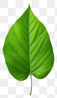 PNG  Green leaf plant white background xanthosoma. AI generated Image by rawpixel.
