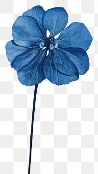 PNG Silkscreen of a blue hydrangea flower petal plant